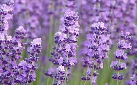 **Revitalize Your Morning Routine with Lavender-infused Facial Care**